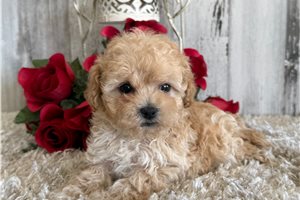 Nica - puppy for sale