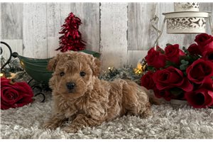 Tiana - Malti Poo - Maltipoo for sale