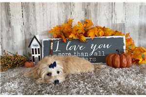 Dino - puppy for sale