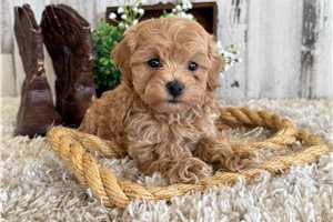 Neptune - Malti Poo - Maltipoo for sale