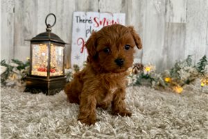 Teagan - Malti Poo - Maltipoo for sale