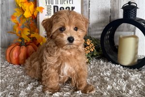 Drew - Malti Poo - Maltipoo for sale