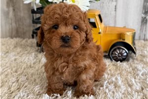 Norbit - Malti Poo - Maltipoo for sale