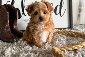 Lenny - Malti Poo - Maltipoo for sale