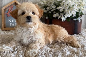 Leon - Malti Poo - Maltipoo for sale