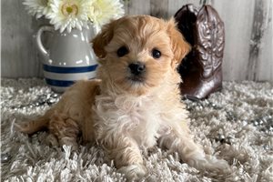 Leon - Malti Poo - Maltipoo for sale