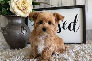 Lenny - Malti Poo - Maltipoo for sale