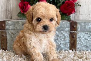 Nala - puppy for sale