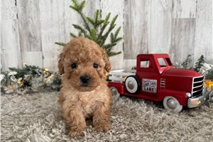 Thomas - Malti Poo - Maltipoo for sale