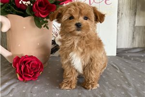 Silvia - puppy for sale