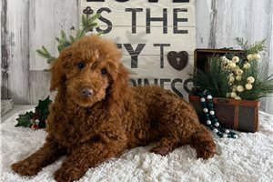 Martina - Poodle, Miniature for sale