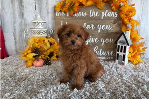 Matilda - puppy for sale