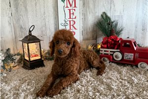 Marzipan - Poodle, Miniature for sale