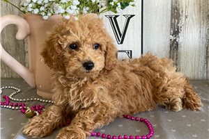 Veronica - Miniature Poodle for sale