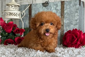 Marie - puppy for sale