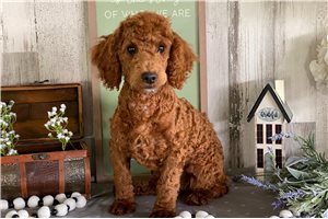 Theodore - Poodle, Miniature for sale