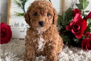 Orchid - Poodle, Toy for sale