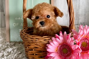 Nikki - puppy for sale