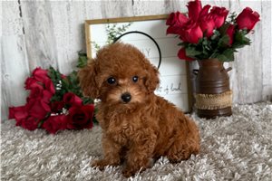 Bay - puppy for sale