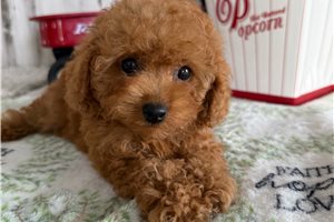 Samson - Poodle, Toy for sale