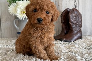 Marvin - puppy for sale