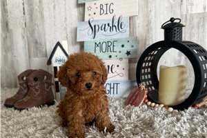 Skippy - Poodle, Toy for sale