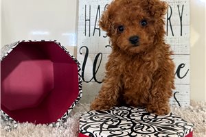 Shannon - Poodle, Toy for sale