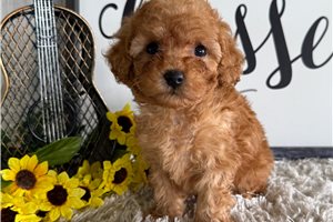 Penelope - puppy for sale
