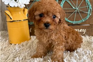Mira - puppy for sale