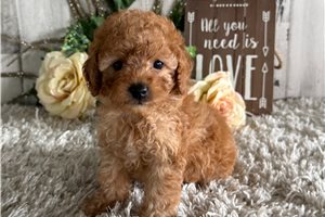 Stacy - puppy for sale