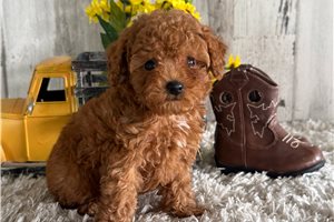 Roman - puppy for sale
