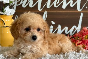 Sylvester - Poodle, Toy for sale