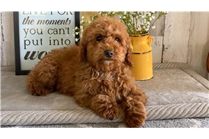Theodore - Poodle, Toy for sale