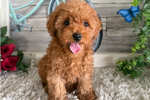 Pippa - Poodle, Toy for sale