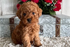 Pippa - Poodle, Toy for sale