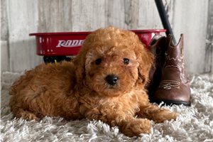Ralphie - Poodle, Toy for sale