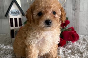 Rita - Poodle, Toy for sale