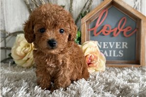 Sutton - puppy for sale