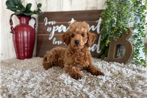 Wilbur - Poodle, Toy for sale