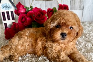 Nica - puppy for sale