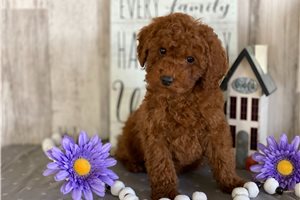 Trinity - Poodle, Toy for sale