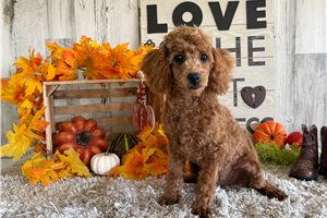 Steven - Toy Poodle for sale