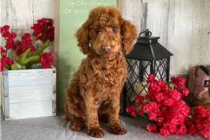 Tiana - Poodle, Toy for sale