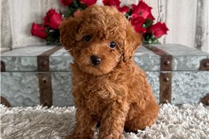 Ruby - puppy for sale