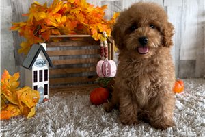 Steven - puppy for sale