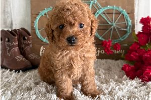 Steven - Poodle, Toy for sale