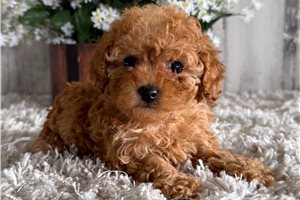 Octavia - Poodle, Toy for sale