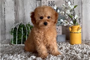 August - Toy Poodle for sale