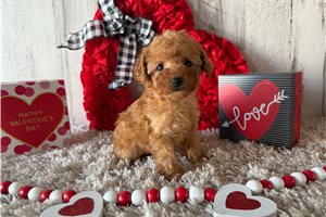 Zelda - Poodle, Toy for sale