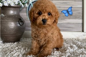 Steven - Poodle, Toy for sale